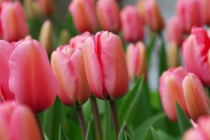 Tulip Darwin Hybrid Pink - Bulk Landscaping